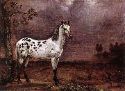 POTTER, Paulus The Spotted Horse af oil painting artist